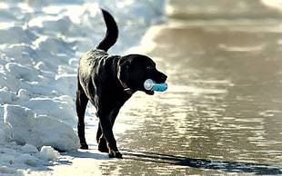 adult black Labrador retriever biting blue can